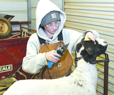 Stock show set this weekend