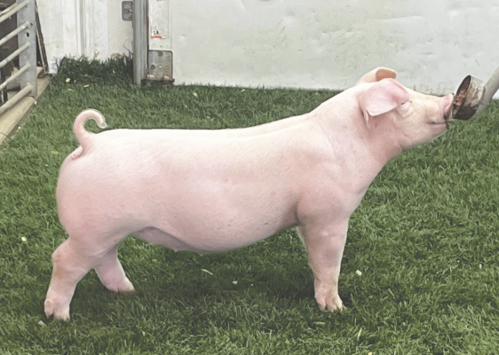 First Impressions Pig Sale set for Sunday